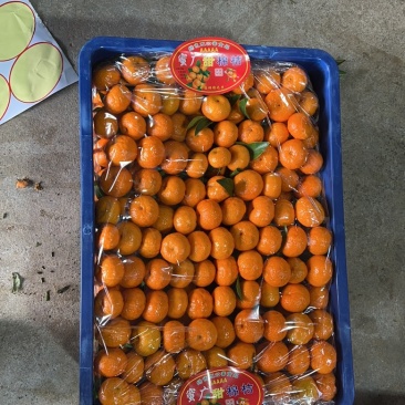 桂林棉橘臭皮柑蜜广纯甜化渣细皮多汁果皮火红