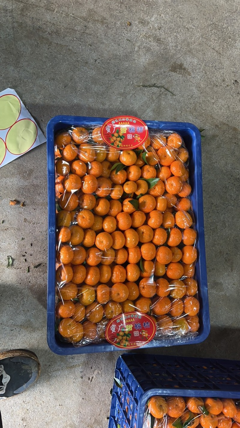 桂林棉橘臭皮柑蜜广纯甜化渣细皮多汁果皮火红