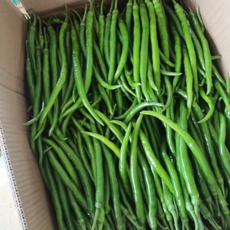 广西青线椒红线椒二荆条工厂货市场货都有