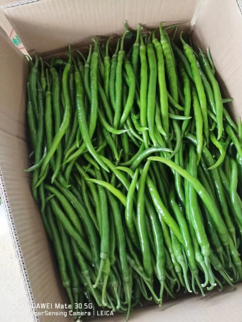 广西青线椒红线椒二荆条工厂货市场货都有