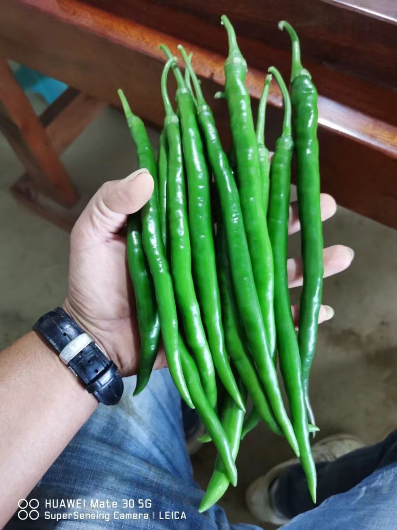 广西青线椒红线椒二荆条工厂货市场货都有