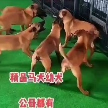 马犬=马犬幼犬=科目马犬=全国包邮到家，疫苗齐全，视频挑