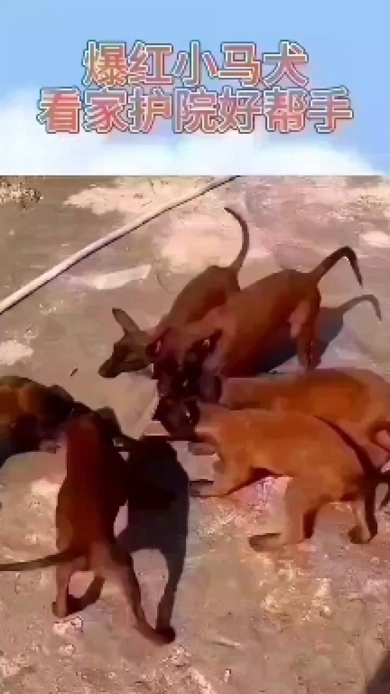 马犬=马犬幼犬=科目马犬=全国包邮到家，疫苗齐全，视频挑