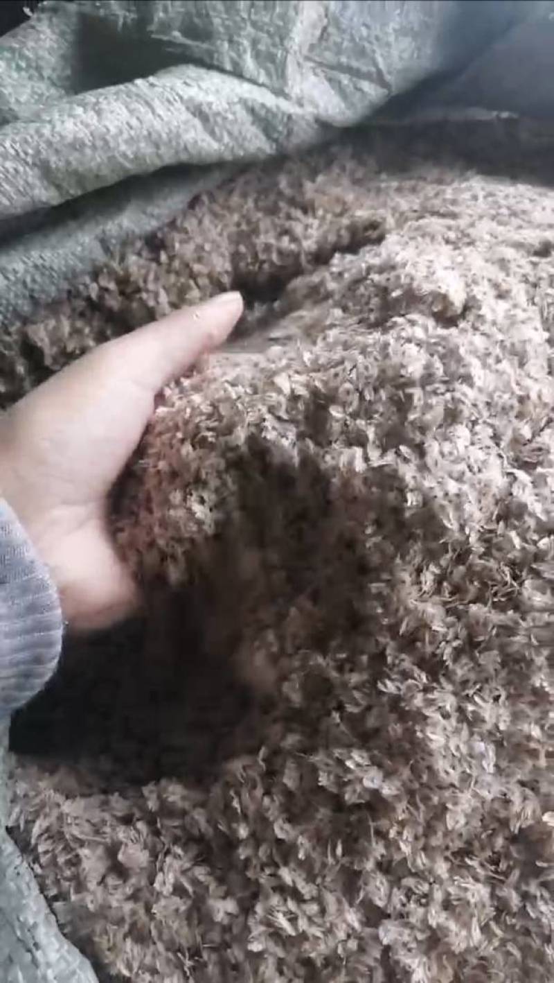 泡桐种子，一手货源