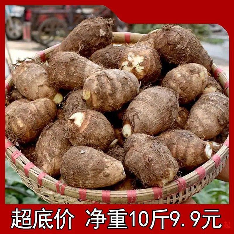 新鲜现挖小芋头毛芋头非荔浦山东芋头