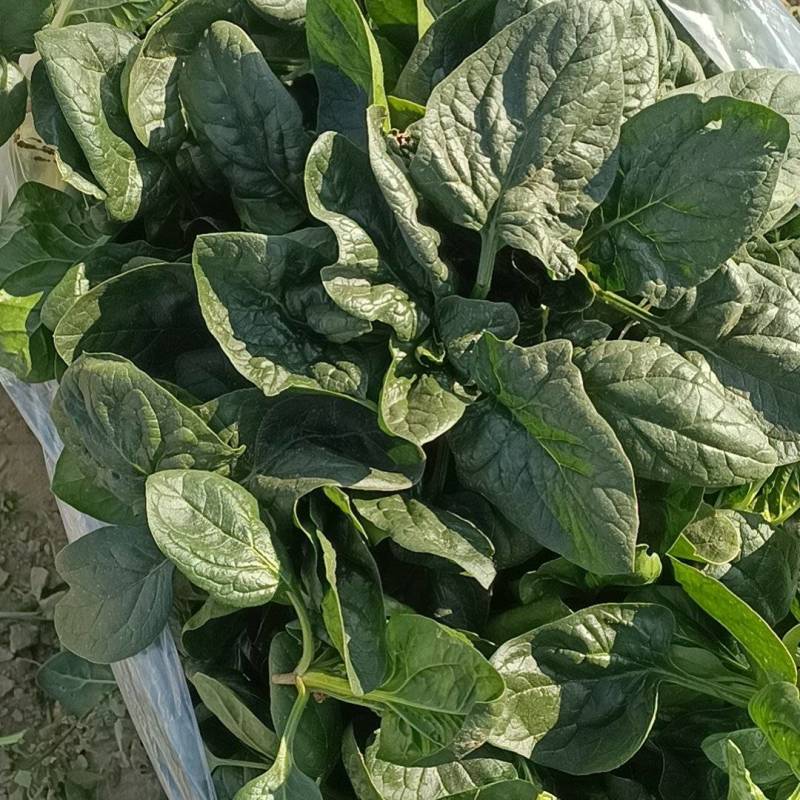 趴地菠菜大量供应包上车价格便宜各种包装都可以打