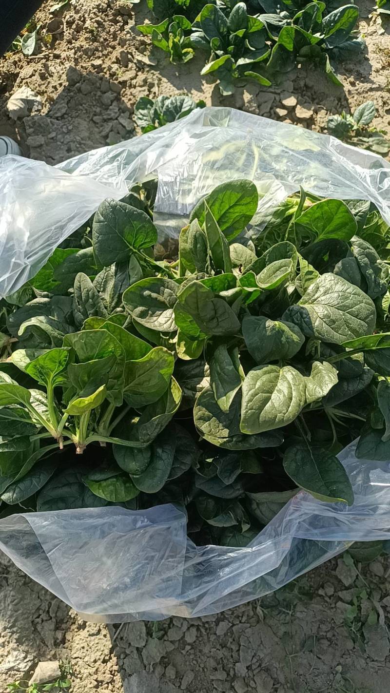 趴地菠菜大量供应包上车价格便宜各种包装都可以打