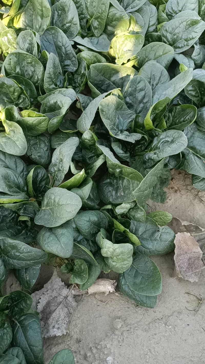 趴地菠菜大量供应包上车价格便宜各种包装都可以打