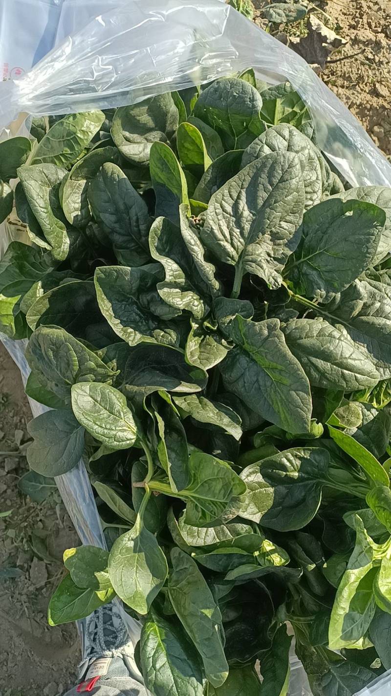 趴地菠菜大量供应包上车价格便宜各种包装都可以打
