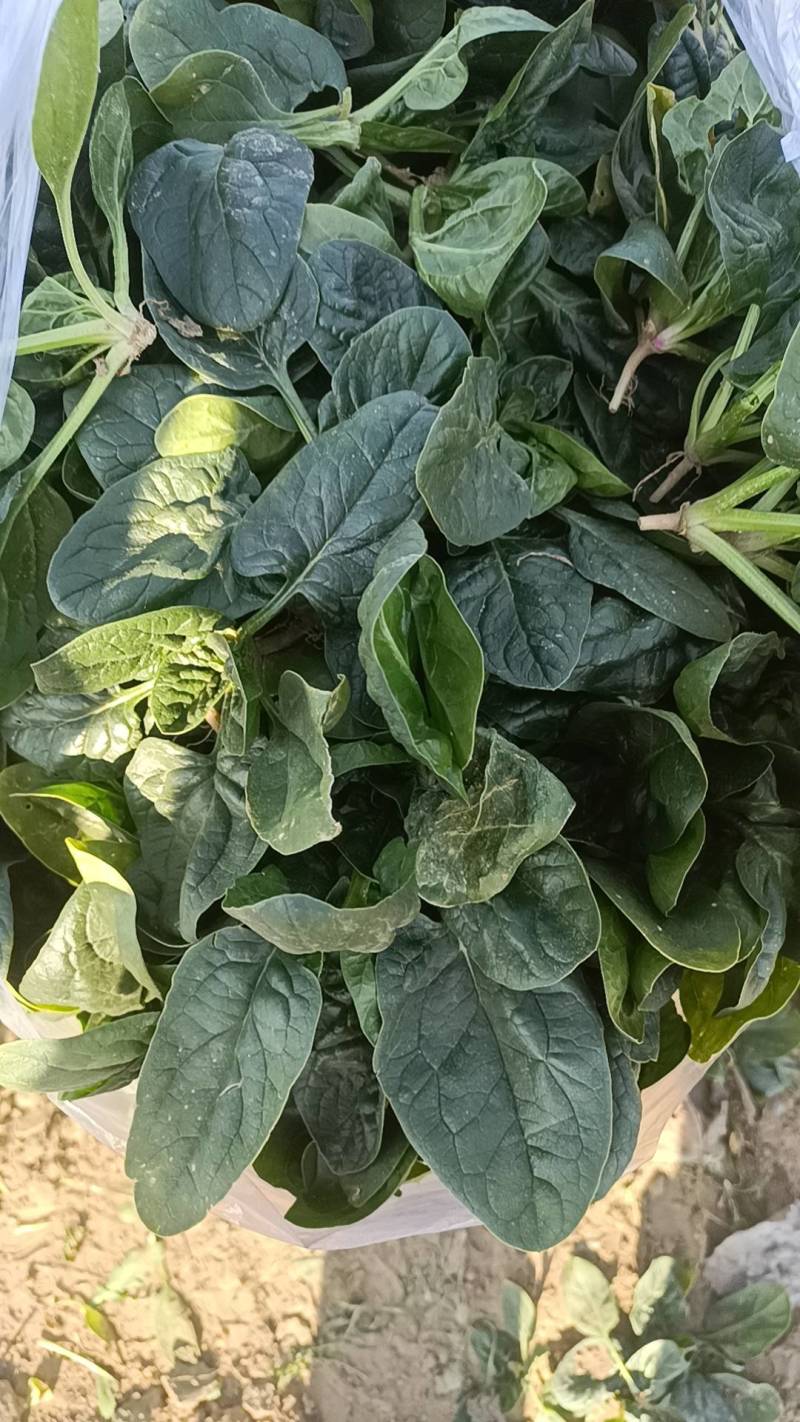 趴地菠菜大量供应包上车价格便宜各种包装都可以打