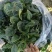 趴地菠菜大量供应包上车价格便宜各种包装都可以打