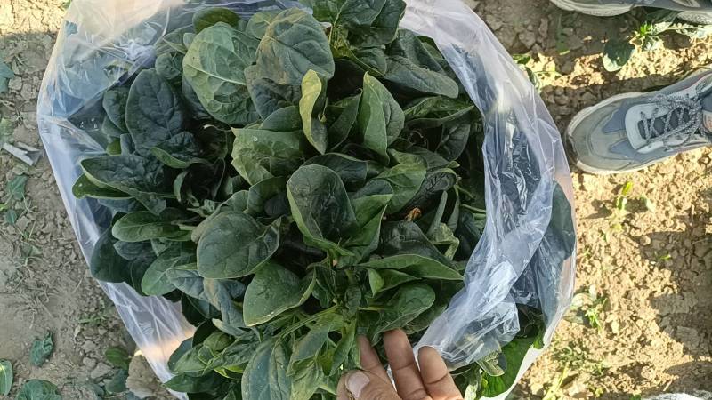 趴地菠菜大量供应包上车价格便宜各种包装都可以打