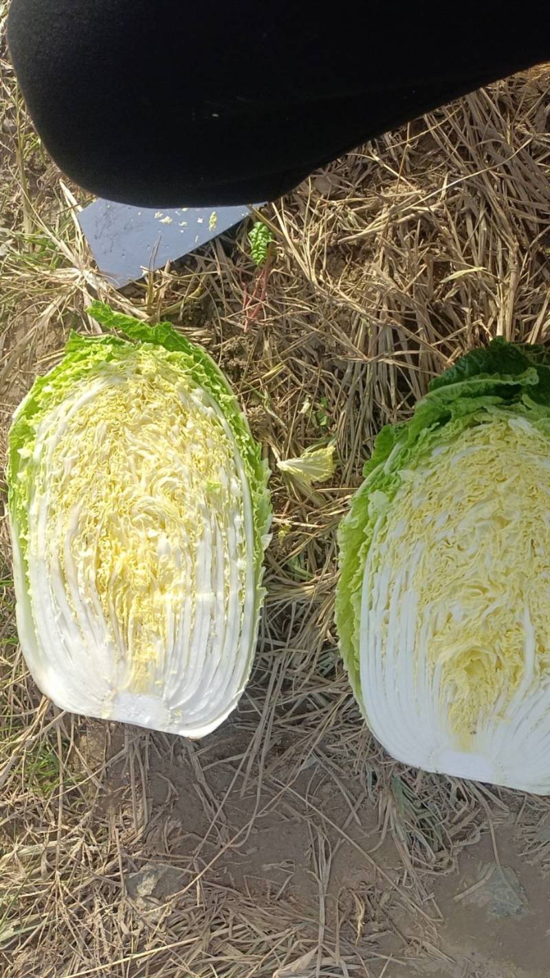 湖北黄心大白菜基地直达长期供应诚信合作