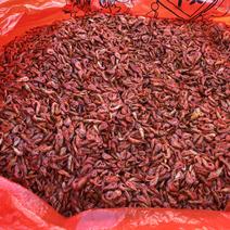湘西清水河小虾米只有四斤120一斤