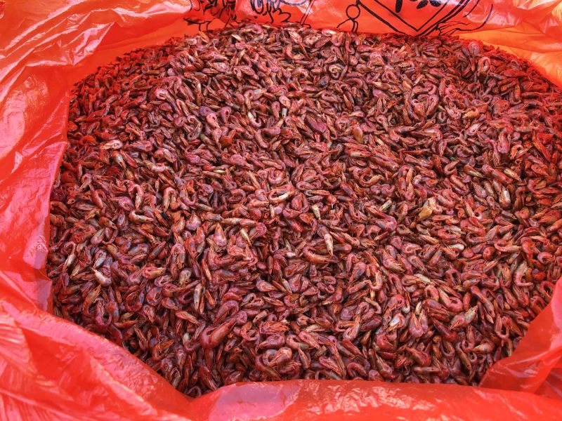 湘西清水河小虾米只有四斤120一斤