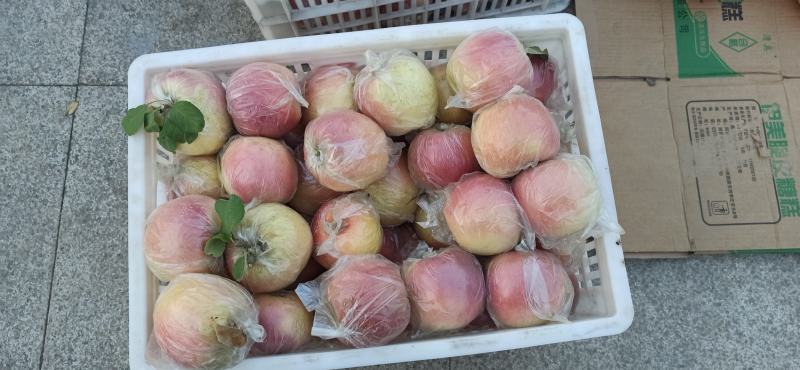 江苏丰县大沙河红富士经过霜打更脆甜