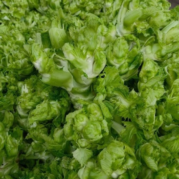 简阳儿菜