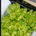 简阳儿菜