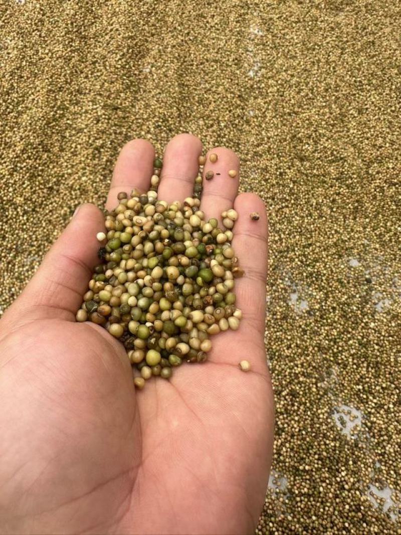 黄精种籽多花姜形黄精种籽黄精净籽
