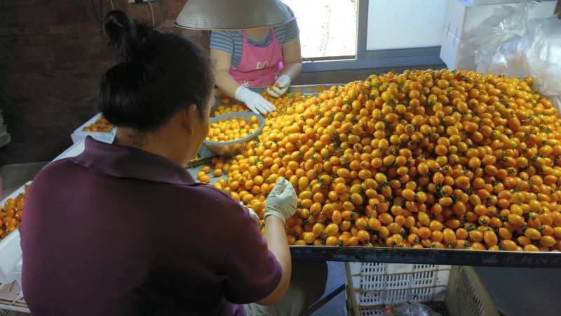黄柿子，基地种植，期待更多老板合作，支持各种规格打包，可