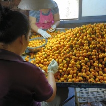 黄柿子，基地种植，期待更多老板合作，支持各种规格打包，可