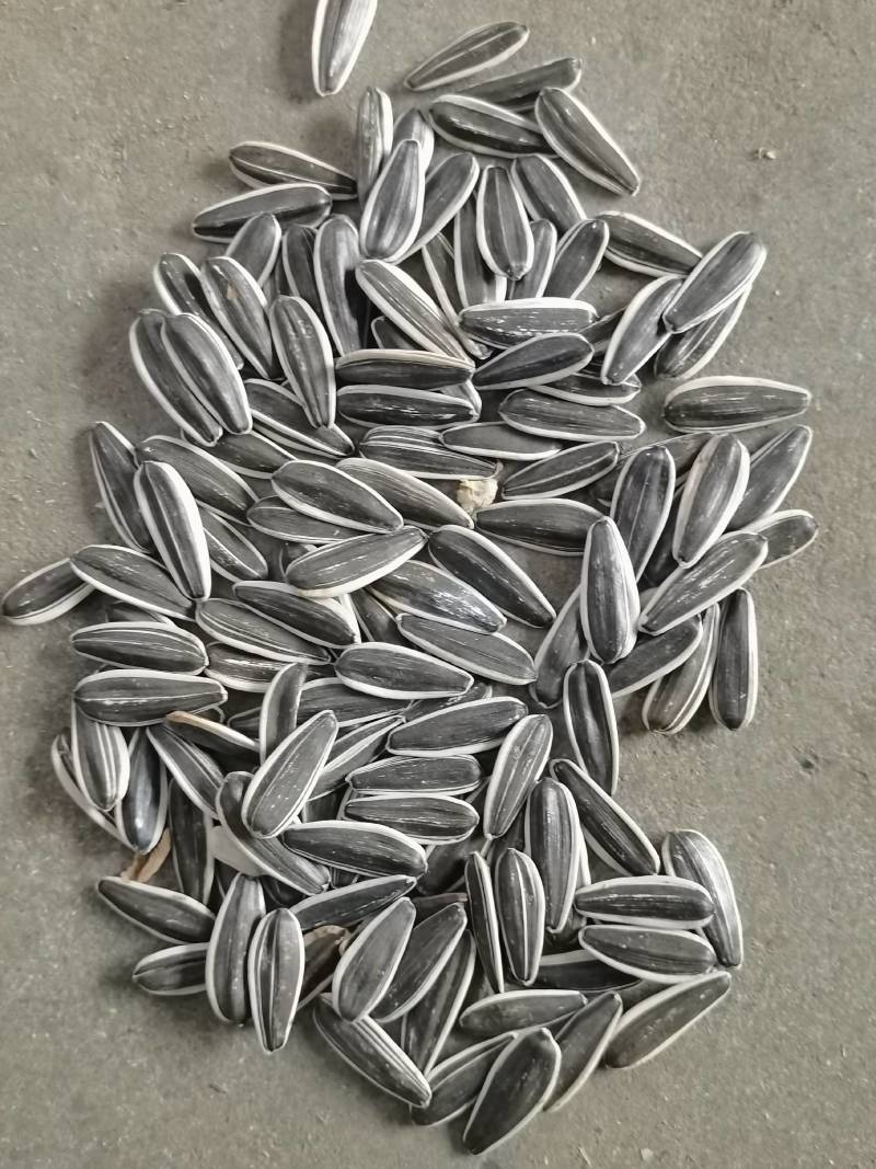 焦糖瓜子，各种口味，各种规格，欢迎订购。