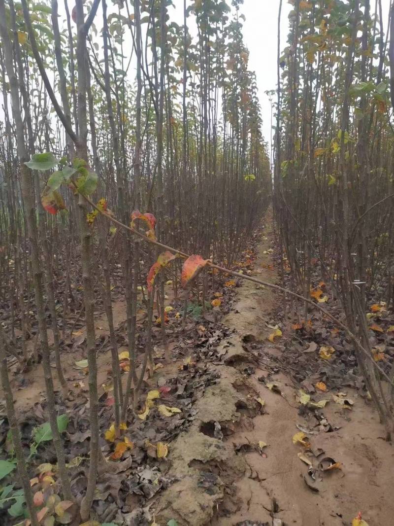 镇选3号梨树苗。风味浓郁