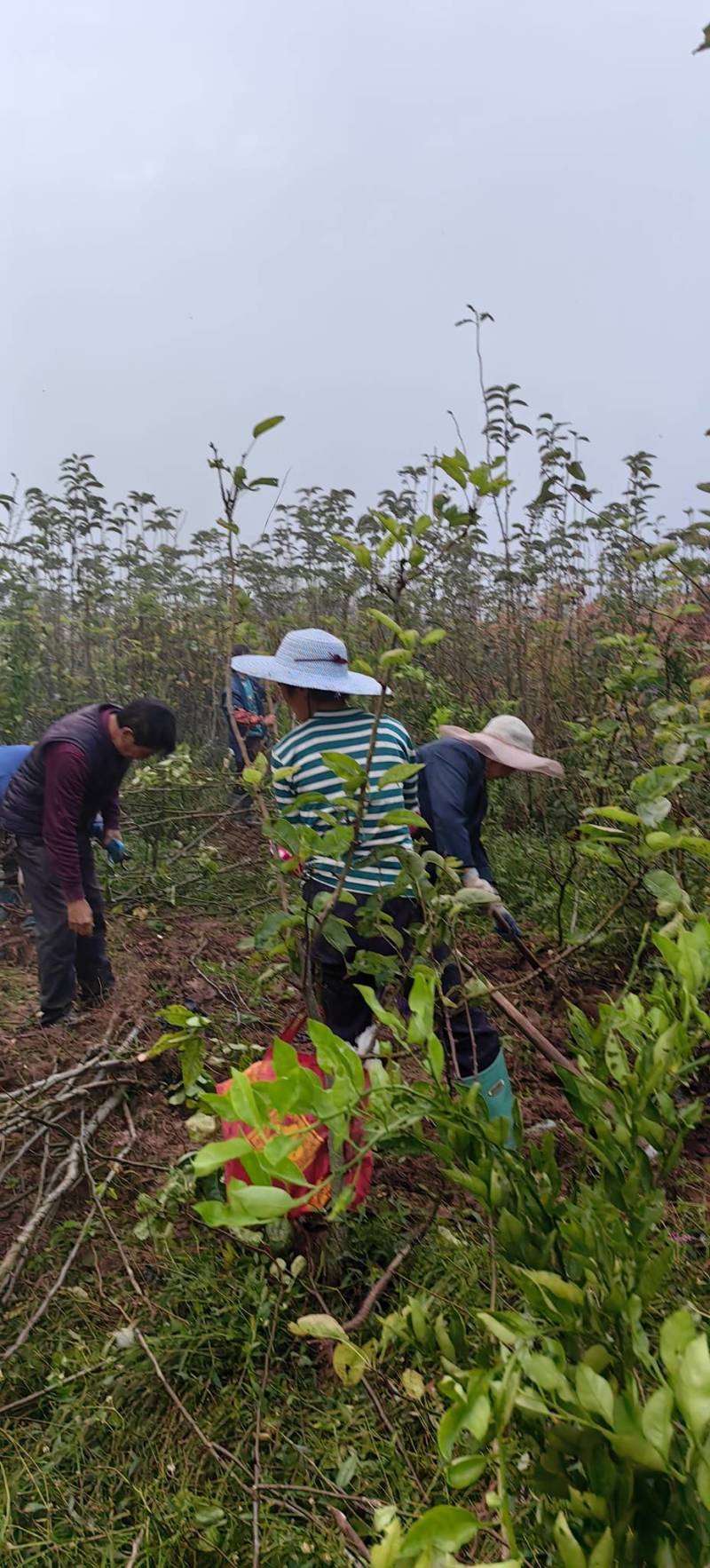 镇选3号梨树苗。风味浓郁
