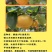 镇选3号梨树苗。风味浓郁