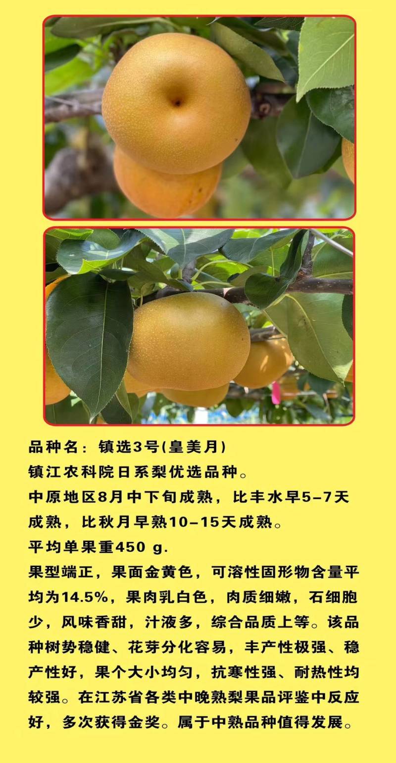 镇选3号梨树苗。风味浓郁