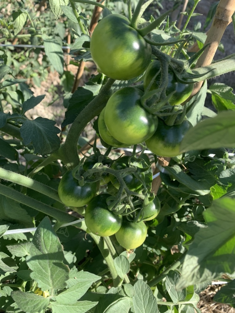 草莓番茄，草莓西红柿，草莓柿子新基地下货，发全国