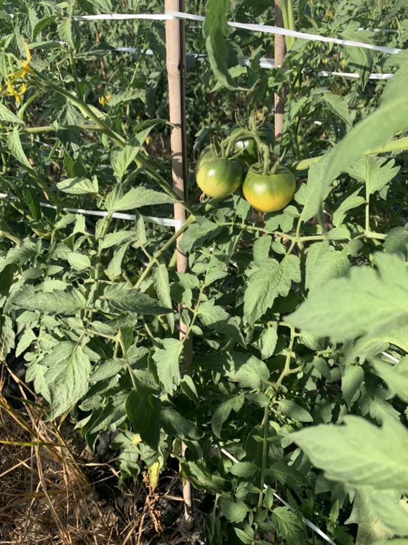 草莓番茄，草莓西红柿，草莓柿子新基地下货，发全国