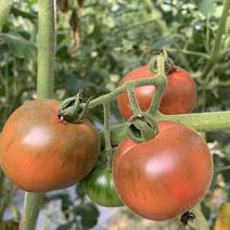 草莓番茄，草莓西红柿，草莓柿子新基地下货，发全国