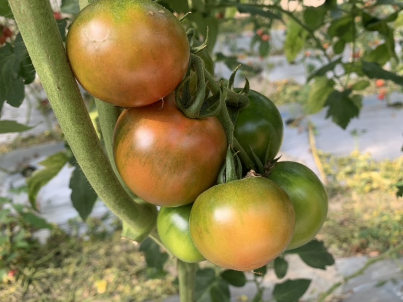草莓番茄，草莓西红柿，草莓柿子新基地下货，发全国