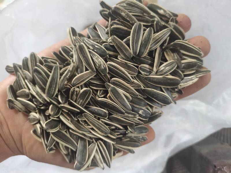 电商牙签瓜子，颗粒饱满。各种口味，欢迎订购，观察定做。
