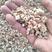 河南周口精品玉米芯颗粒大质量优一手货源产地直发
