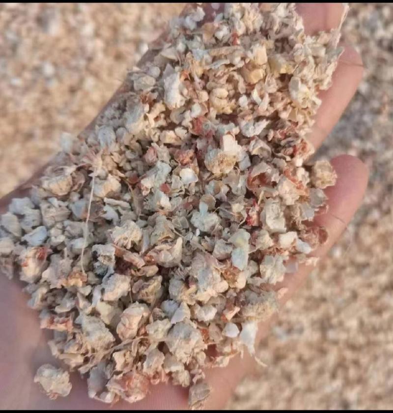 河南周口精品玉米芯颗粒大质量优一手货源产地直发