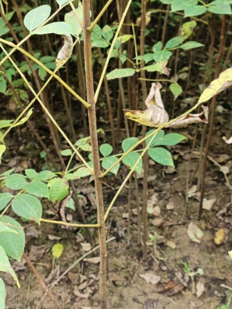 黄柏苗，四川厚皮黄柏中药材经济林苗木，易管理，效益高。