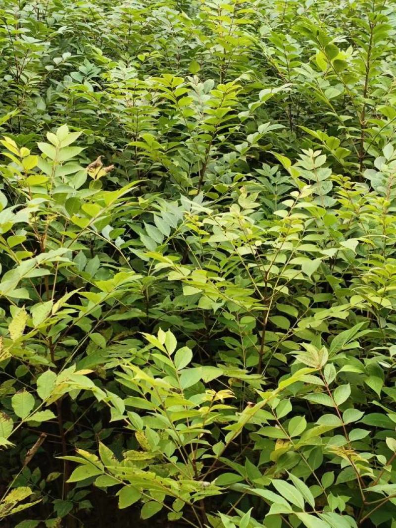 黄柏苗，四川厚皮黄柏中药材经济林苗木，易管理，效益高。