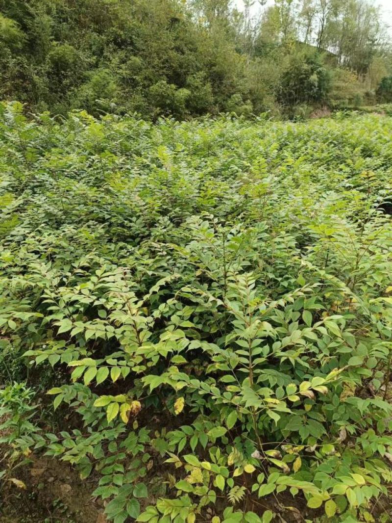 黄柏苗，四川厚皮黄柏中药材经济林苗木，易管理，效益高。