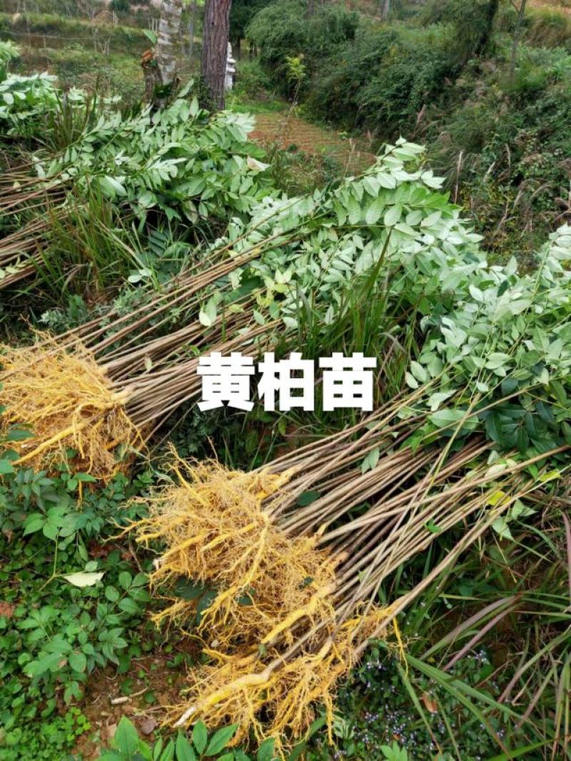 黄柏苗，四川厚皮黄柏中药材经济林苗木，易管理，效益高。