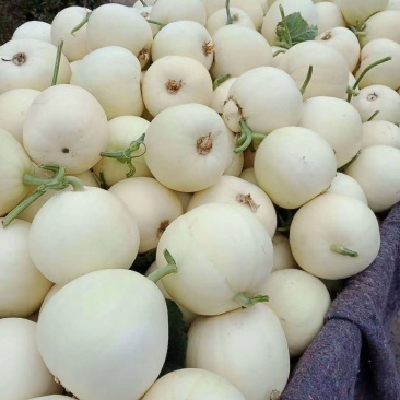 白沙蜜瓜，一手货源，东方密，博洋9号货源充足：全国代发