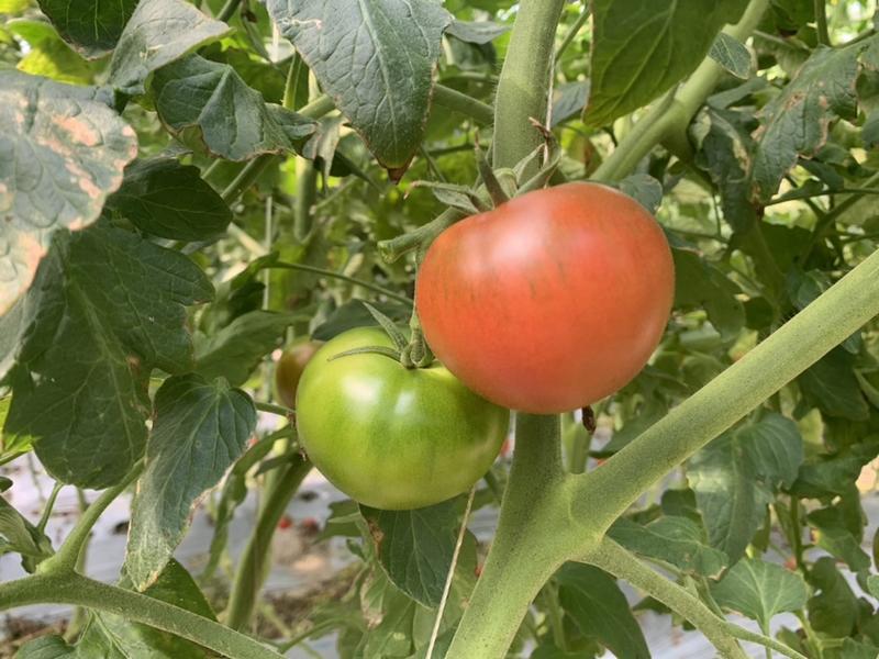 草莓番茄，草莓西红柿，铁皮柿子供应全国
