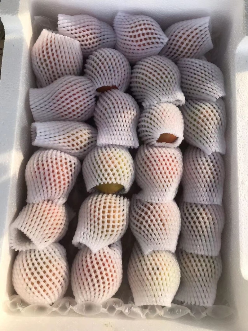 草莓番茄，草莓西红柿，铁皮柿子供应全国