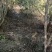 正宗广西高山野生山茶油
