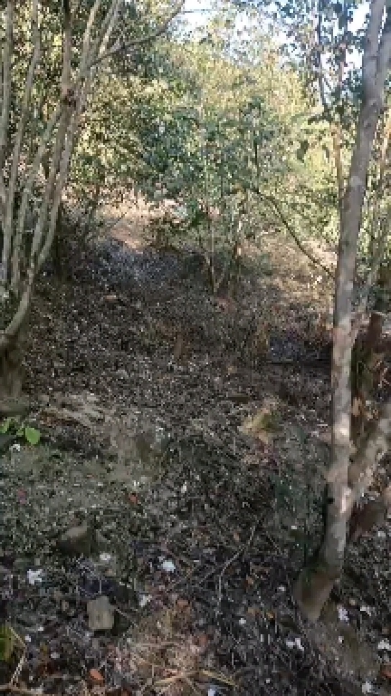 正宗广西高山野生山茶油