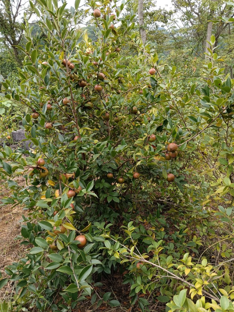正宗广西高山野生山茶油