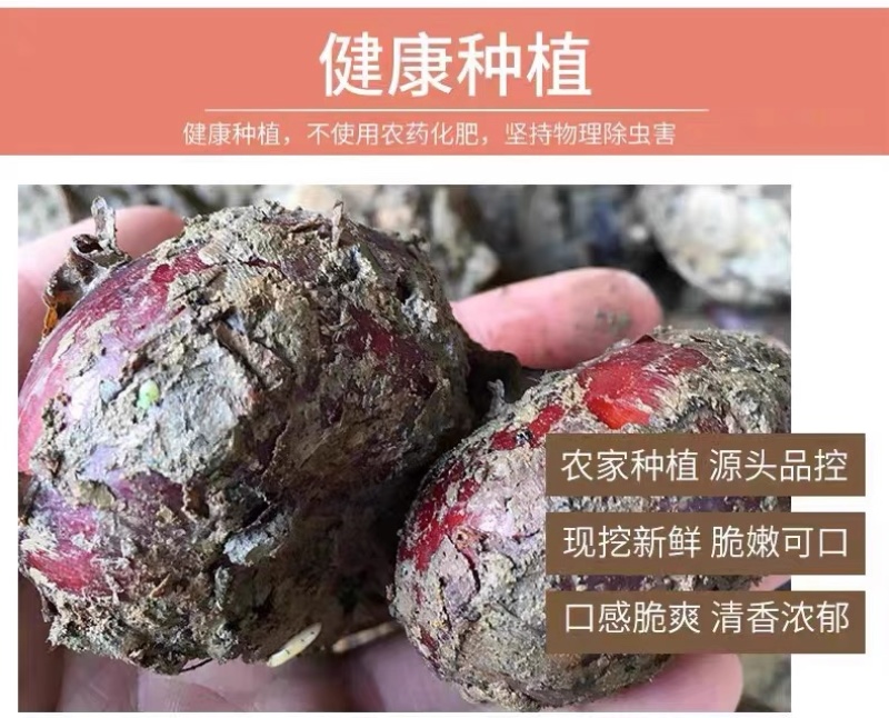 荸荠（马蹄），货源充足量大从优欢迎来电咨询采购