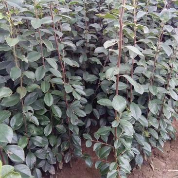 木瓜苗，中药材经济林苗木产地直发，一手货源，品质正宗