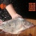 徽字坊臭鳜鱼半成品安徽黄山特产腌制净膛正宗徽味桂鱼真空腌